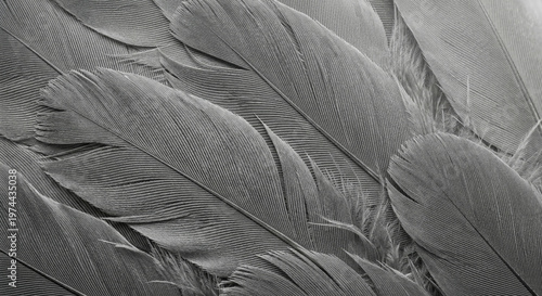 Monochrome feather texture background, gray layered feathers, soft shadows, fine details, minimal natural pattern, clean and elegant surface.
