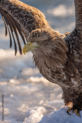 Fotografie A natural scene of sea eagles foraging on ice floating in Rausu Hokkaido during winter
