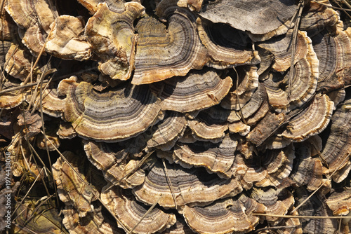 Foto Polypore Mushroom Macro Close Up on Tree Bark – Detailed Fungi Texture, Fomes fo