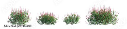 salvia greggii (autumn sage, cherry sage) isolated PNG on a transparent background premium nature cutout