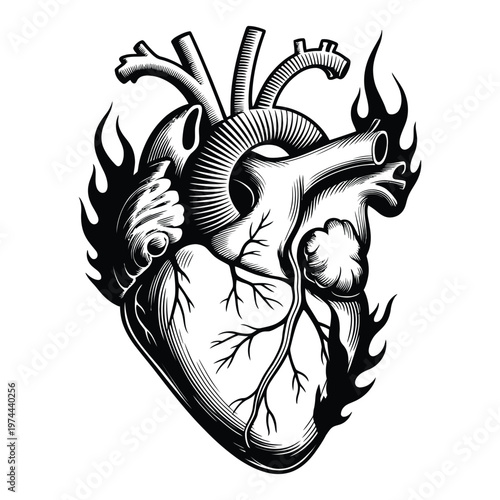 An intricately detailed anatomical heart illustration with flame like extensions a striking silhouette