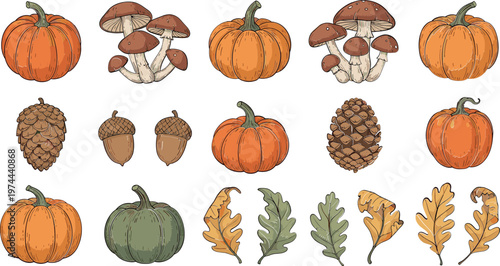 Autumn harvest collection with pumpkins, mushrooms, pine cones, acorns and oak leaves, seasonal nature vector illustration set
