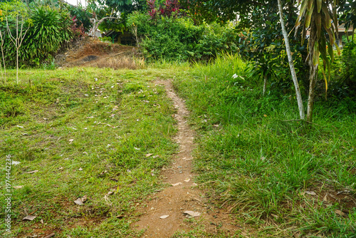 Fotografie A narrow dirt path winds through lush green grass and dense tropical vegetation under natural daylight with scattered leaves on the ground suggesting a quiet outdoor trail in a verdant environment