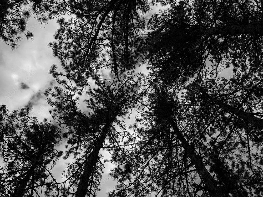 Naklejka premium Pine canopy reaching cloudy sky in monochrome forest