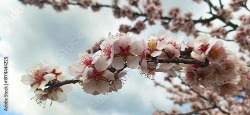 Tableau sur toile Almond tree branch with pink blossom against sky