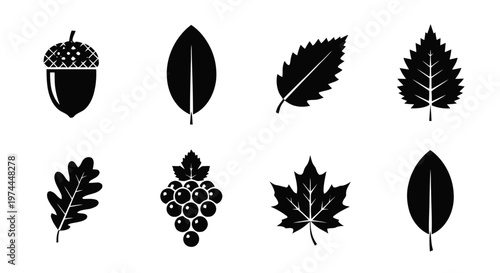 Vector illustration of set of autumn forest leaves and fruits icons on a transparent background