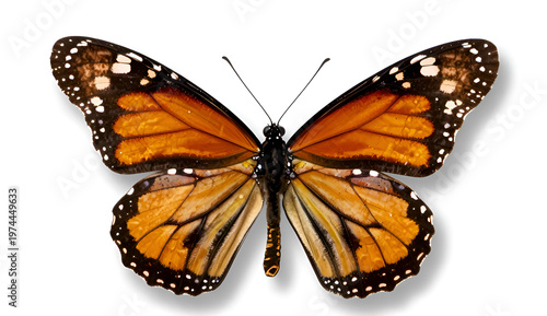 butterfly isolated on white