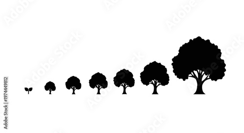 Vector illustration of growth stages of a tree from seedling to mature tree on a transparent background