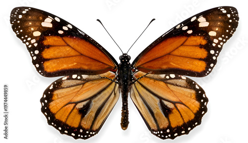 butterfly isolated on white