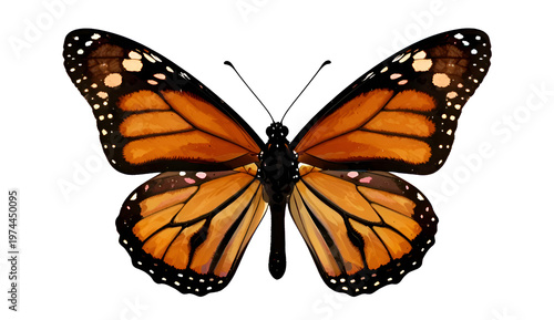 butterfly on white background