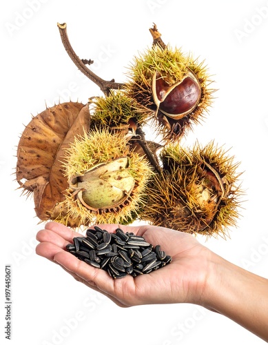 A person's hand holds a pile of black seeds, beneath spiky green and brown pod-like structures on branches with leaves