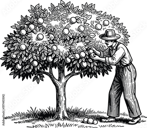 Black-and-white illustration of farmer harvesting fruit from tree with hat and striped clothing, orchard agriculture concept showing manual picking, rural lifestyle, and traditional farming practices
