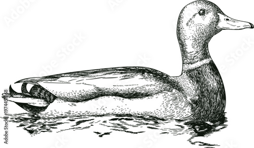 Cute black and white vector illustration of a wild duck silhouette isolated on a white background as a nature symbol for animal lovers