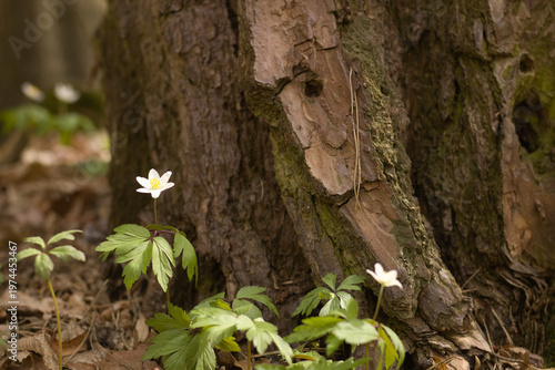Spring. wild spring flower, snowdrops, flowers start to bloom. blooming purple flowers.