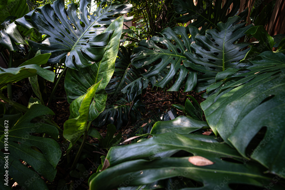 Fototapeta premium Deep green monsterra leaf tropical rainforest plant