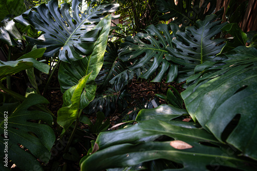 Deep green monsterra leaf tropical rainforest plant