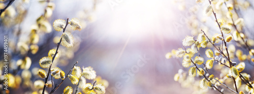 Fluffy golden willow catkins on branches in bright spring sunlight with blurred blue and white background