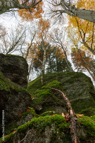 Deep forest ground with lush green moss and granite rocks in Bagni di Masino, Italy.