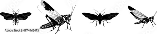 A desert locust mid-jump, its wings fully spread in stark black silhouette against a pure white background, showcasing crisp high contrast edges and minimalist stencil design