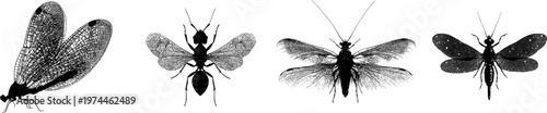 A detailed antlion adult with lace-like wings in stark black silhouette, isolated on a pure white background, showcasing crisp high contrast edges and minimalist stencil design, ready for tracing