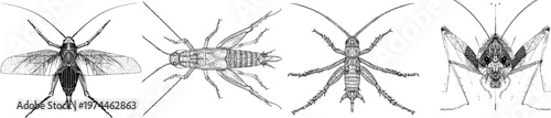 A detailed cave cricket illustration features long sensory antennae, sharp black ink outline, a solid white background, monochrome coloring book style with clear boundaries, flat 2D graphic, highly