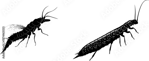 A detailed dobsonfly larva hellgrammite illustration in a stark black silhouette, flat vector style, isolated on pure white background with crisp high contrast edges, minimalist stencil design
