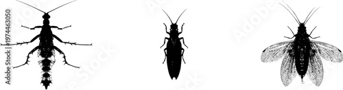 A detailed dobsonfly pupa encased in stark black silhouette, isolated on pure white background with crisp high contrast edges, minimalist stencil design perfect for auto tracing