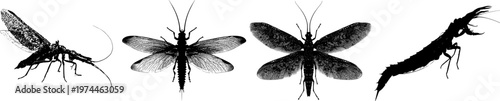 A detailed dobsonfly male with huge mandibles is depicted in a stark black silhouette against a pure white background, showcasing crisp high contrast edges and minimalist stencil design for tracing