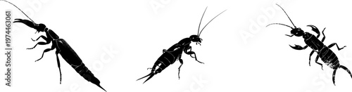 A detailed earwig profile with large pincers open, stark black silhouette, isolated on pure white background, crisp high contrast edges, minimalist stencil design, ready for tracing