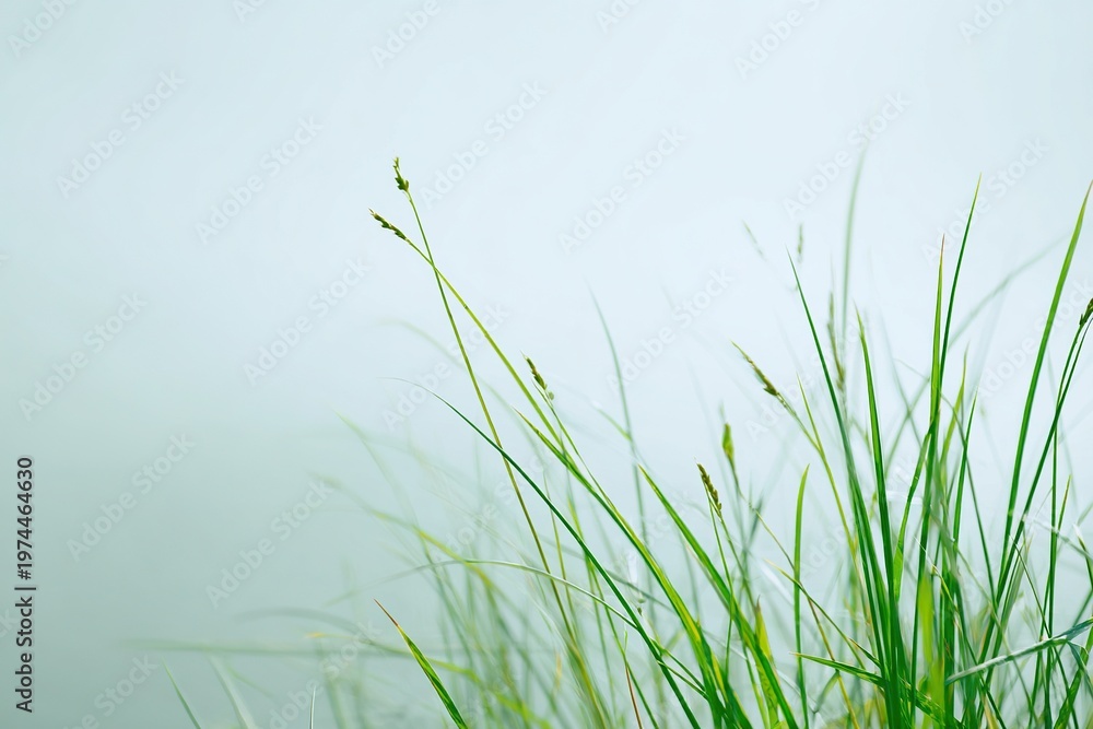Obraz premium Minimal Spring Education Slide Layout with Grass Texture and Divided Areas