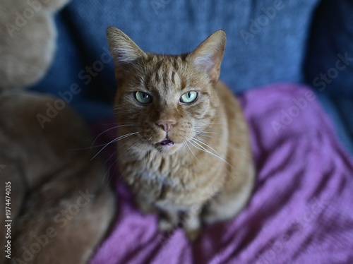 High angle view of funny ginger cat  sitting on the sofa and looking curious at camera.  