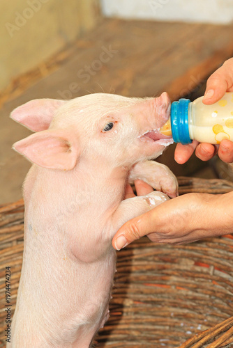 Small Baby Piglet Feeding From Milk Bottle