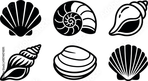 Assorted seashells collection