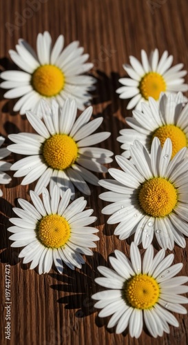 Close up of several white daisies with yellow centers on a wooden surface in natural light.