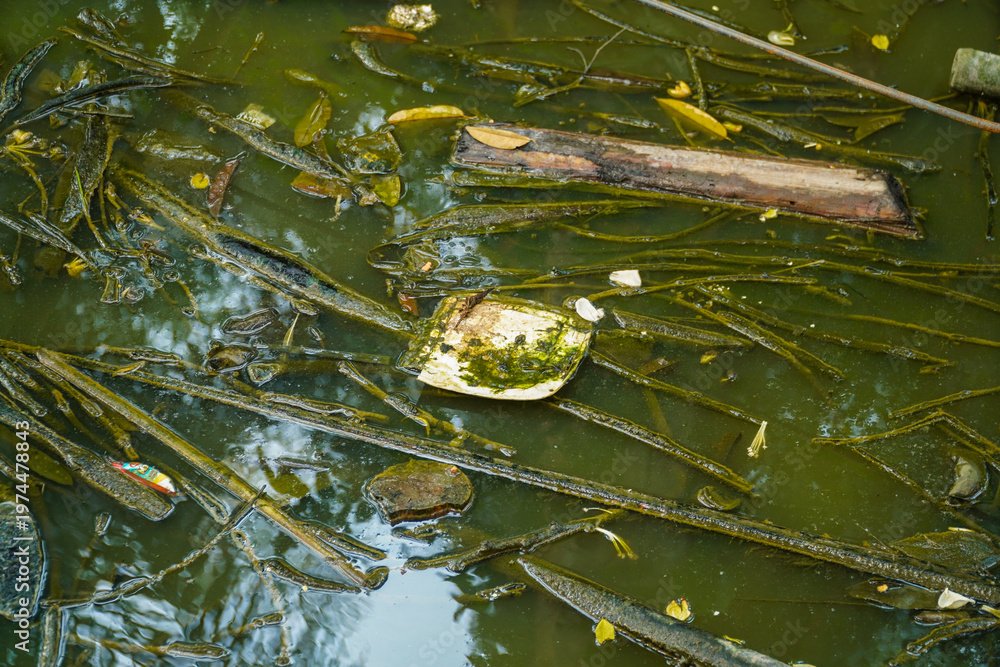 Fototapeta premium A close-up view of a murky water surface covered with floating debris including leaves, twigs, and a broken plastic container partially submerged among green algae and aquatic plants indicating