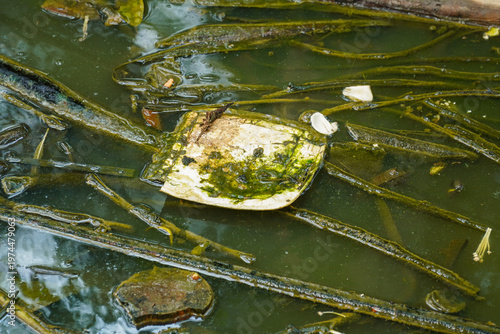 Fotografie A weathered metal spoon rests submerged in murky green water surrounded by tangled seaweed and floating debris, capturing a scene of natural decay and environmental neglect in an aquatic setting