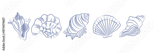 Vintage pen drawn seashell set. Trending doodle elements isolated on white background. Vector illustrations for coastal and retro themes
