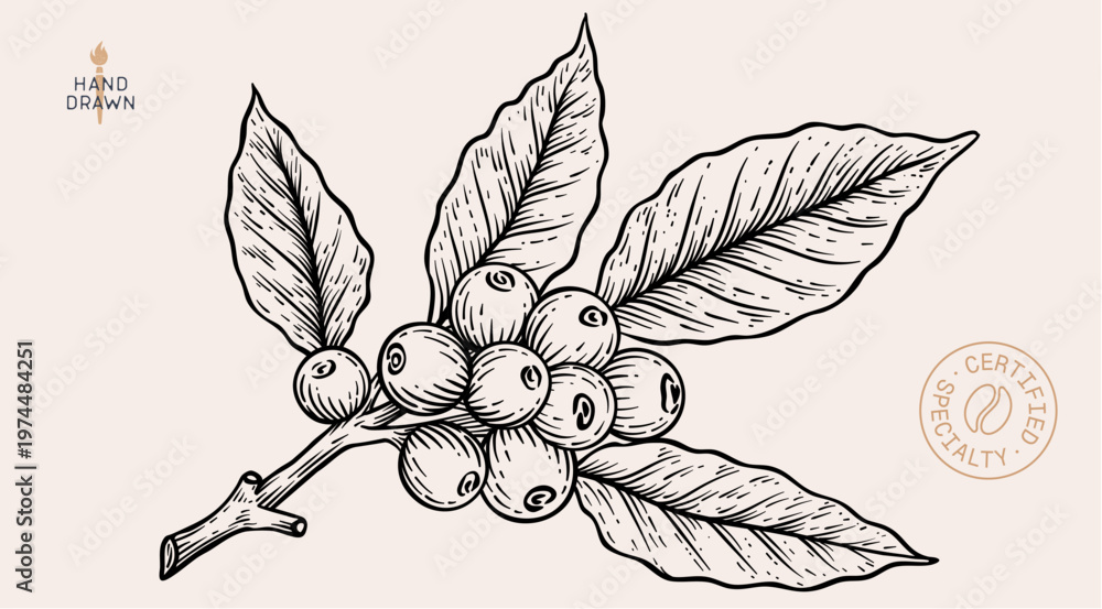 Obraz premium Vintage coffee branch bean plant sketch, organic cafe engraved logo. Botanical coffee plant bean branch identity, eco natural drawing. Bean branch plant coffee sketch. Vector Illustration