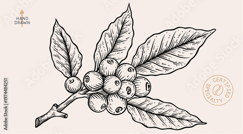Vintage coffee branch bean plant sketch, organic cafe engraved logo. Botanical coffee plant bean branch identity, eco natural drawing. Bean branch plant coffee sketch. Vector Illustration