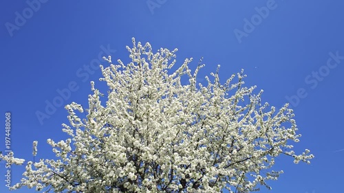 Cherry Blossom Tree in Full Bloom Against Clear Blue Sky – 4K Spring Nature Background
