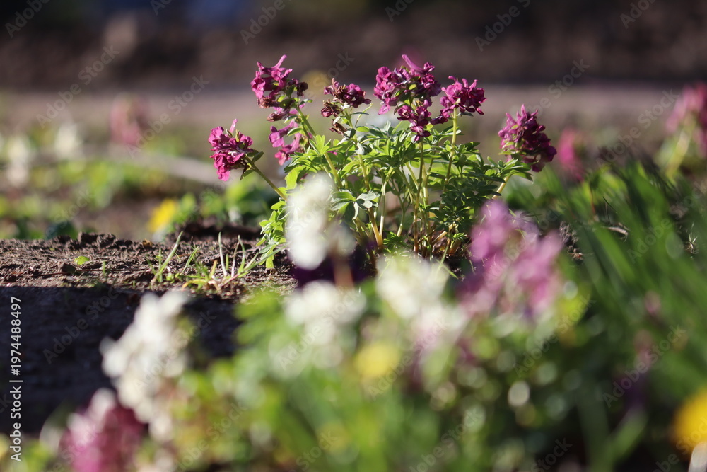 Obraz premium Purple Fumewort (Corydalis solida flowers blooming in the sunlit spring garden