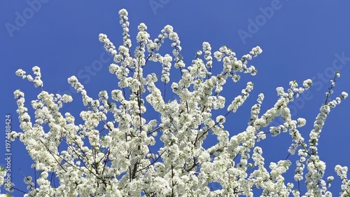 Cherry Blossom Tree in Full Bloom Against Clear Blue Sky – 4K Spring Nature Background
