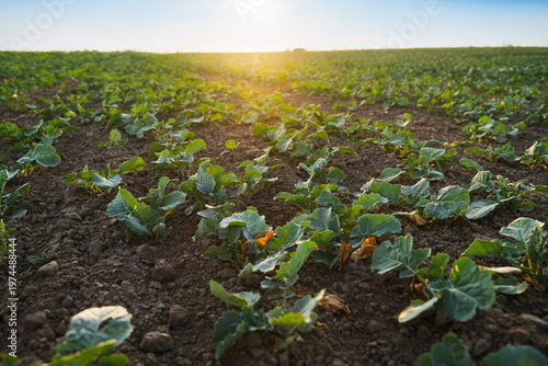 Young rapeseed oilseed plants growing in fertile agricultural field at sunset, sustainable farming landscape with green crops and soil