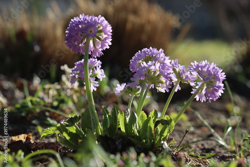 Purple flowers and green leaves of Primula denticulata or drumstick primula in spring garden. General view of group of flowering plants