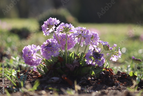 Purple flowers and green leaves of Primula denticulata or drumstick primula in spring garden. General view of group of flowering plants