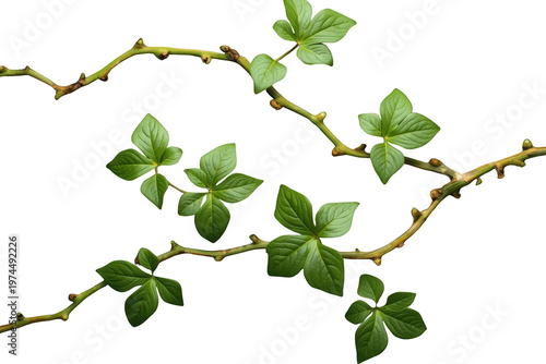 Green vine climbing plant creating a natural border with fresh leaves against a transparent background