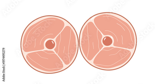 Two thick circular slices of pink ham with visible fat patterns and bone centers shown from a top view for food industry and cooking design.