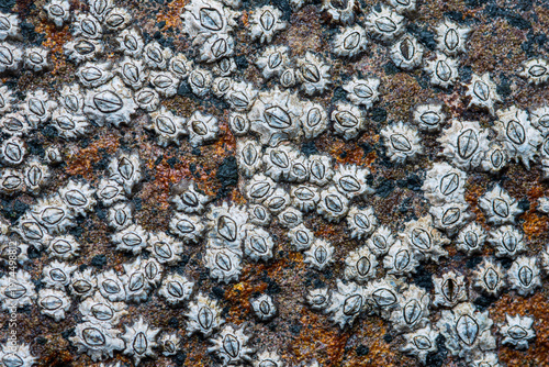 Acorn barnacles clinging to rock in intertidal zone