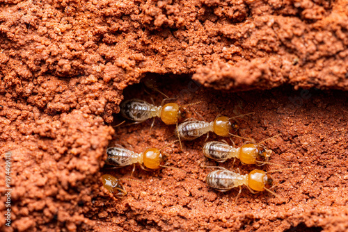 Colony of subterranean termites working in soil