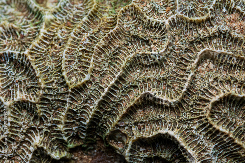 Foto Coral fossil texture revealing intricate organic patterns